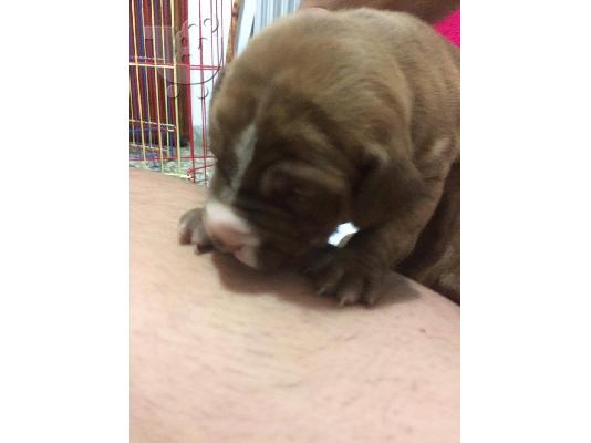 pwlountai pitbull red noce