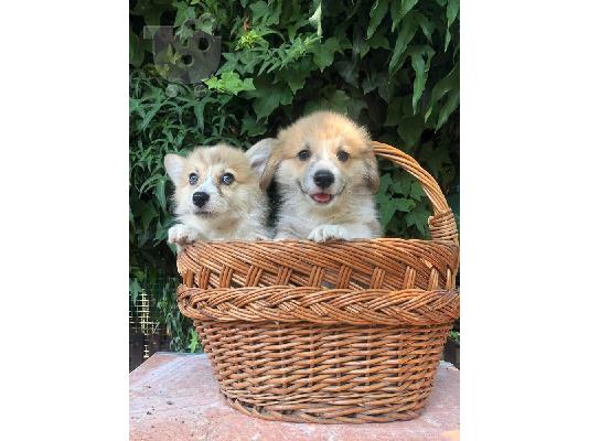 Ουαλικό Corgi Pembroke κουτάβια