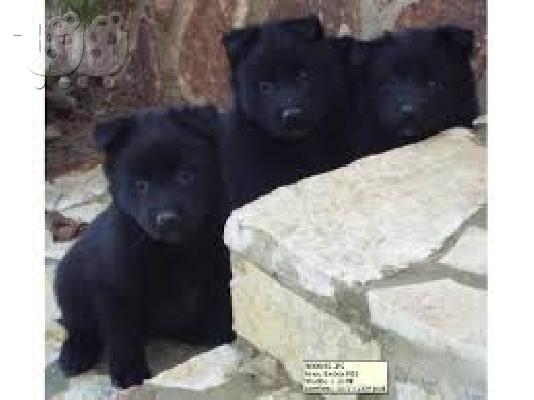 PoulaTo: Βελγικο ποιμενικο καθαροαιμο κουταβακι