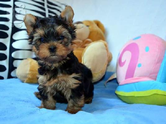 Καθαρόαιμα κουταβάκια Yorkshire