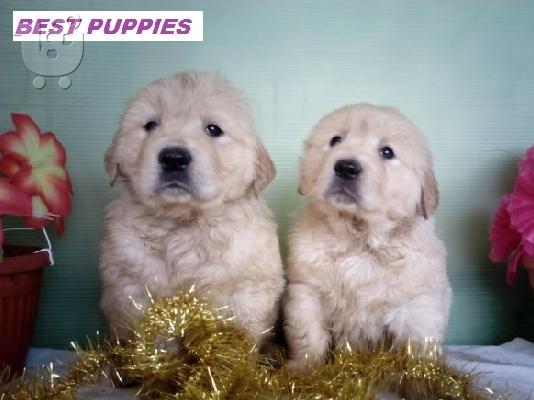GOLDEN RETRIVER