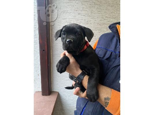 Cane Corso κουτάβια προς πώληση