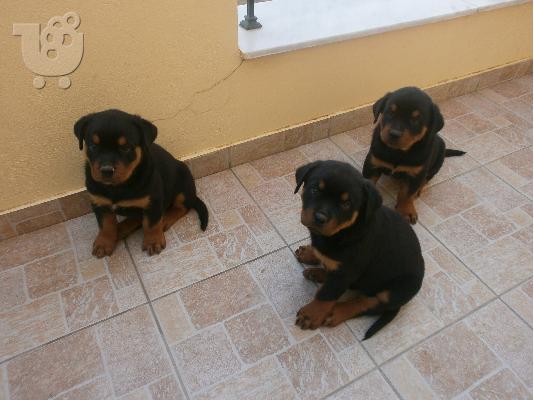 Πωλουνται καθαροαιμα Ροτβαιλερ