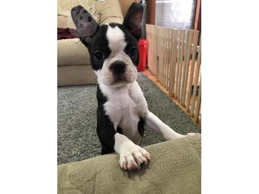 PoulaTo: Θηλυκό Boston Terrier κουτάβι