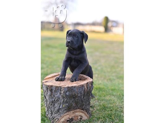 Cane Corso κουτάβια