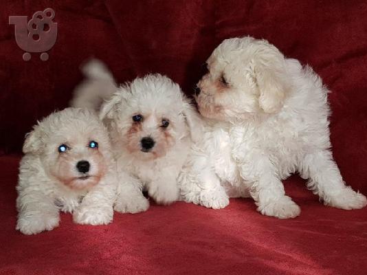 Όμορφα γεμάτα γενεαλογικά kc reg bichon frize κουτάβια,