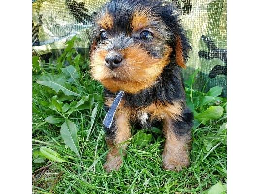 Μικρο Yorkie