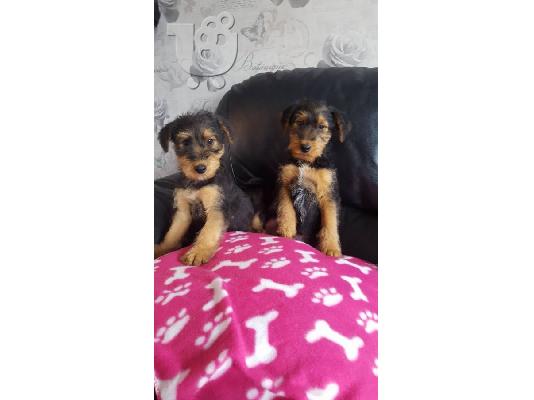 PoulaTo: Airedale terrier