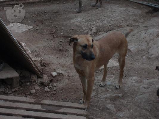 PoulaTo: Μεγαλοσωμη σκυλιτσα χαριζεται