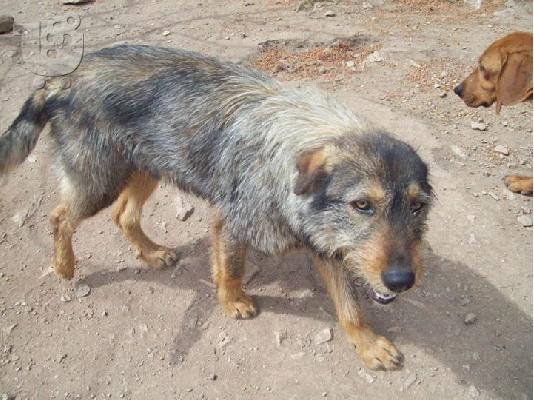 Γκριφον χαριζεται