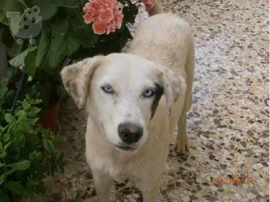 PoulaTo: Η Ασπρουλα που ειναι μαλλον απο σπιτι ψαχνει σπιτι