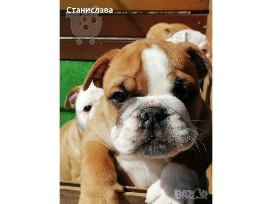 Englisch Buldog -400 euro