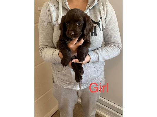 PoulaTo: Cocker Spaniel Pups Pra Clear Kc Reg
