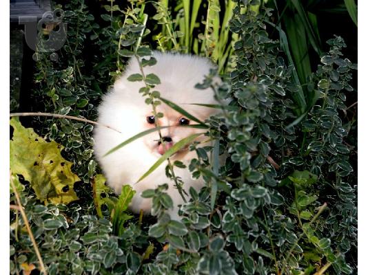 * Νέες εικόνες * Αξιολάτρευτο Γενεαλογικό Pomeranian Pups...