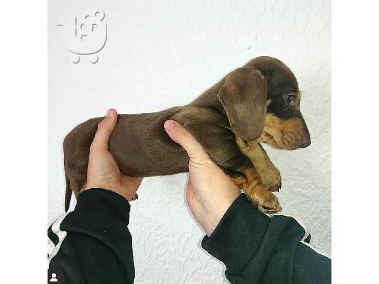 PoulaTo: ΣΚΥΛΟΣ DACHSHUND