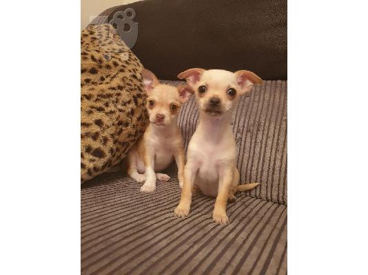 Πωλούνται κουτάβια Chihuahua της Νίκαιας