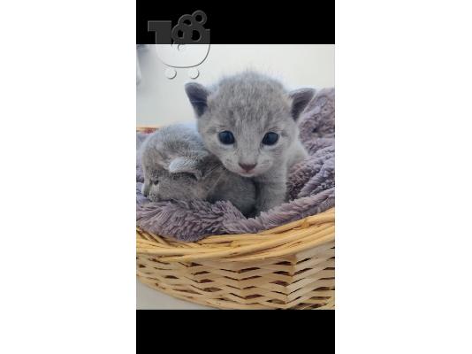 PoulaTo: Διαθέτουμε εντυπωσιακά γατάκια Blue Pedigree Russian