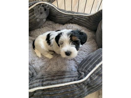 PoulaTo: Yorkie Puppies  Available