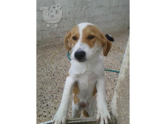 Κουταβακι χαριζεται