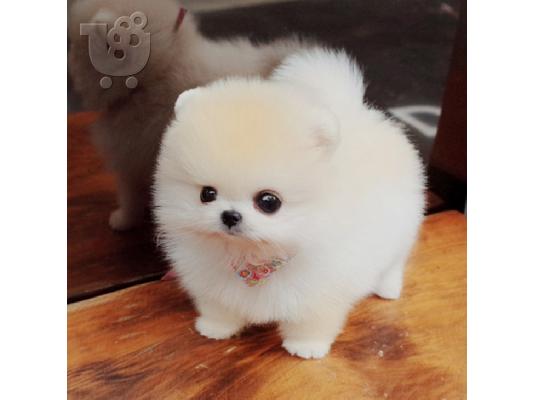PoulaTo: Στοργικό Pomeranian Διαθέσιμο