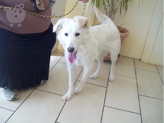 Λευκο νεαρο σκυλακι Ξανα χαριζεται