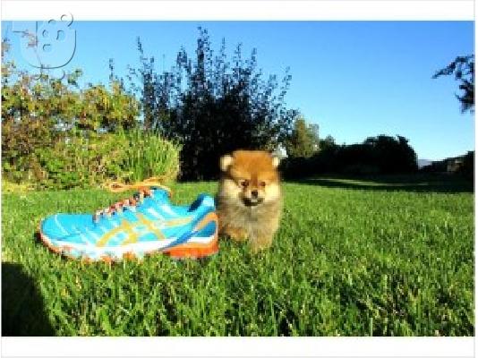 PoulaTo: Perrito de pomerania