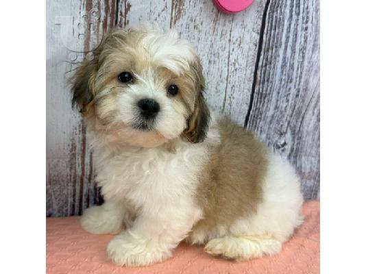 Όμορφα κουτάβια Shih Tzu