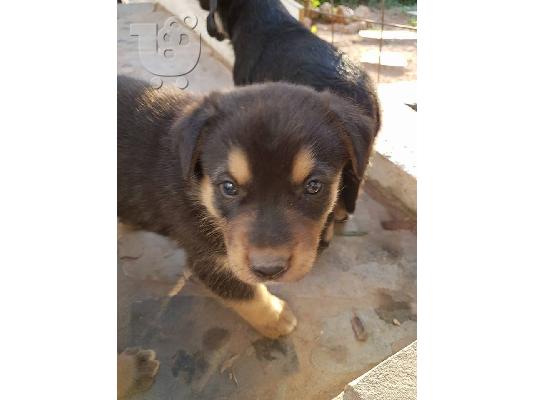 Rottweiler με τσοπανοσκυλο κουταβακια χαριζονται