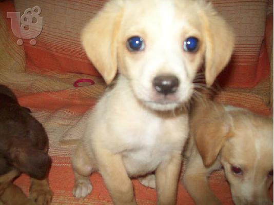 Κουταβακια χαριζονται