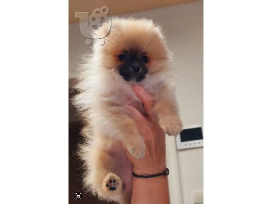 Pomeranian Spitz