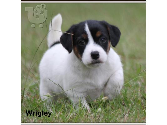 PoulaTo: Λατρευτά κουτάβια του Jack Russell