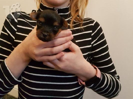 PoulaTo: Yorkshire tiere