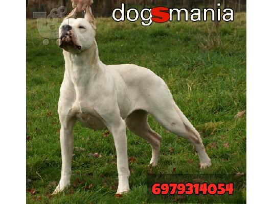 PoulaTo: Dogo Argentino καθαροαιμα κουταβια 6979314054 ΡΟΔΟΣ