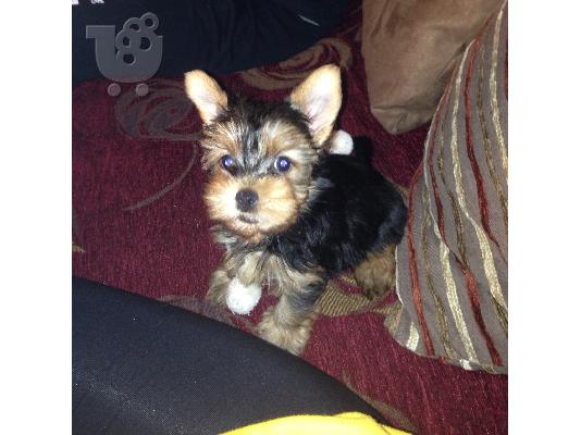 Κοριτσάκι - Yorkshire Terrier