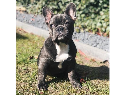PoulaTo: French bulldog puppy for sale