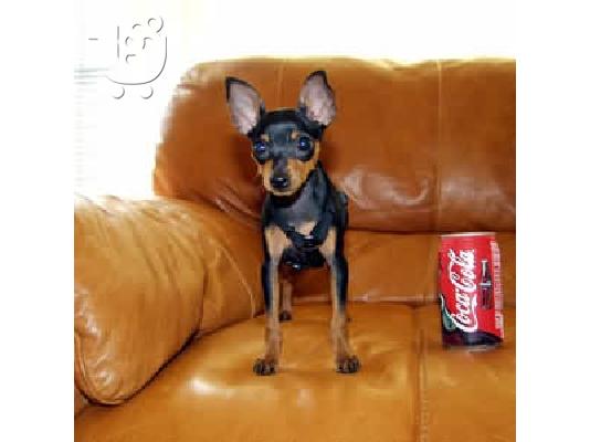 PoulaTo: ΠΙΝΣΕΡ ΚΑΘΑΡΟΑΙΜΟ ΚΟΥΤΑΒΑΚΙ