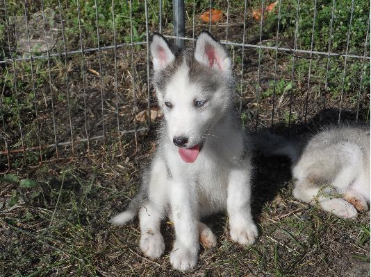 Husky Seberian