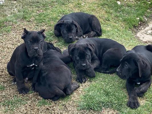 Cane Corso κουτάβια