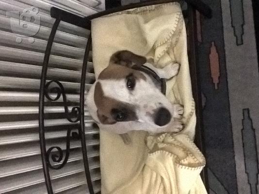 PoulaTo: jack russell
