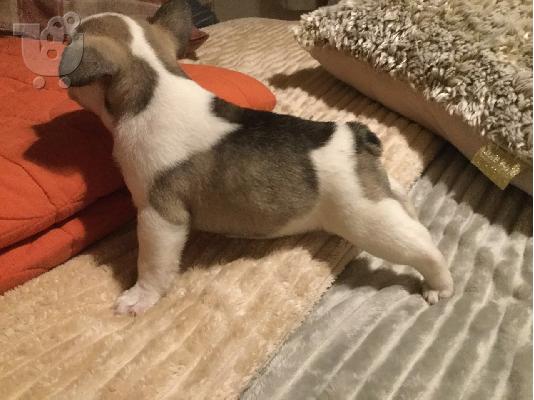 γαλλικό μπουλντόγκ