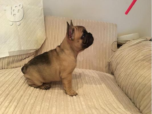 PoulaTo: Γαλλικό Μπουλντόγκ-French Bulldog