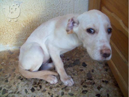 Λευκο κουταβακι χαριζεται