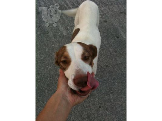 Σκυλιτσα χαριζεται