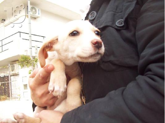 PoulaTo: Λευκο κουταβακι χαριζεται