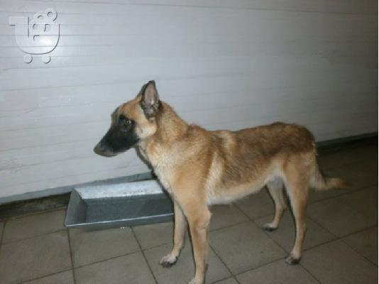 Καλαζαρικο Μαλινουα