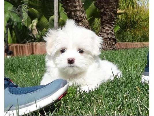 PoulaTo: χαριτωμένο μαλτέζικη για ένα καλό σπίτι