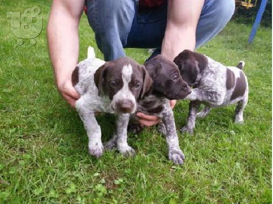 German Shorthaired Pointer Deutsch Kurzhaar