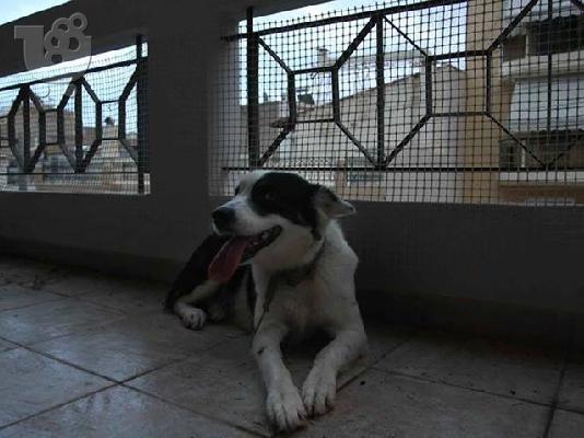 Μεγαλοσωμη Σκυλιτσα χαριζεται