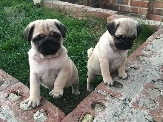 PoulaTo: Πωλούνται εκπληκτικά κουτάβια Pug