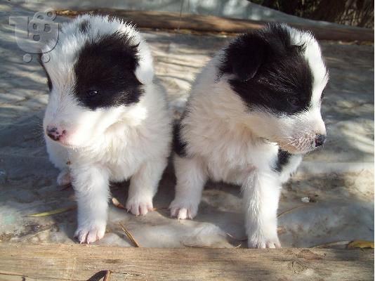 PoulaTo: Κουταβακια 20 ημερων ψαχνουν οικογενειες